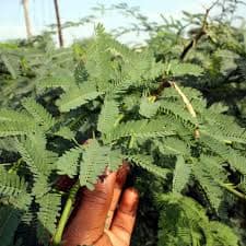 Additional DOCX field reference image of Prosopis juliflora, commonly known in Kenya as Mathenge.