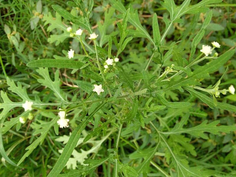 DOCX reference image of Parthenium hysterophorus foliage and white flowers.