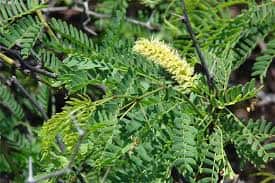 DOCX reference image of Prosopis juliflora, also known in Kenya as Mathenge.