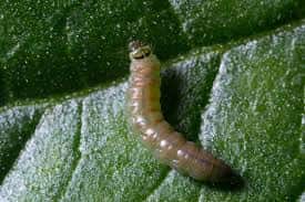 DOCX reference image of a Tuta absoluta larva on a crop leaf.