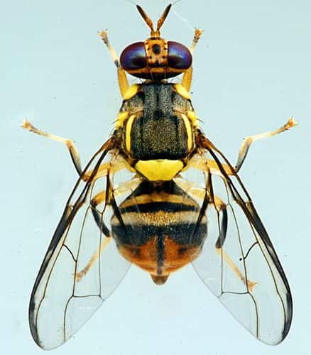 DOCX reference image of an Oriental fruit fly used for pest identification.