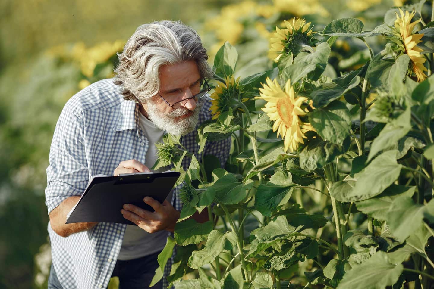 Researchers standing in crop fields used for invasive species monitoring and agricultural observation.